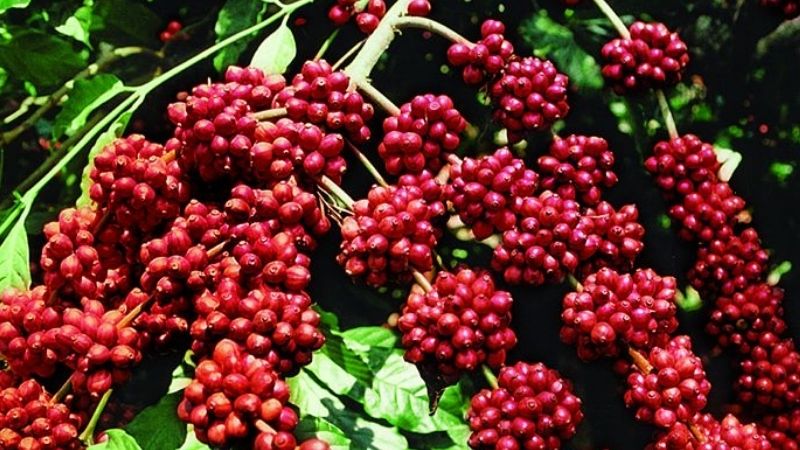 Giá cà phê Arabica giao dịch tại New York