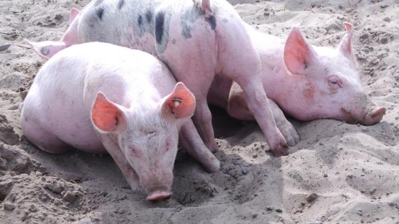 Giá heo hơi hôm nay 17/03 tại miền Bắc