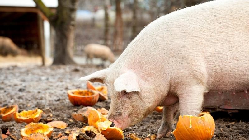 Giá heo hơi hôm nay 16/03 tại miền Trung, Tây Nguyên 