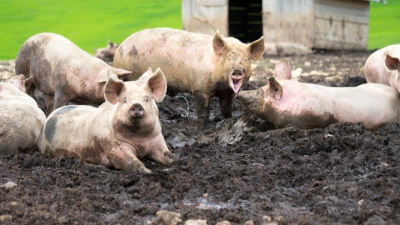  Giá heo hơi hôm nay 17/03 tại miền Nam