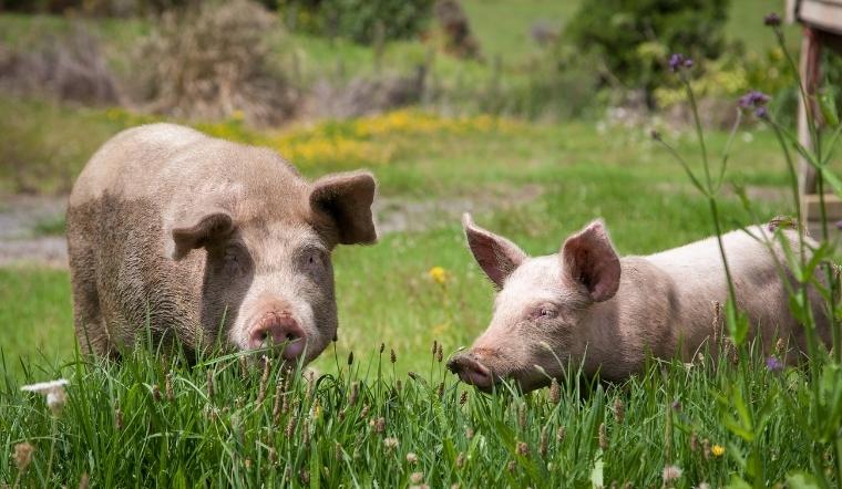 Giá heo hơi hôm nay 17/03/2022: Giảm nhẹ 1.000 - 2.000 đồng/kg ở một vài nơi