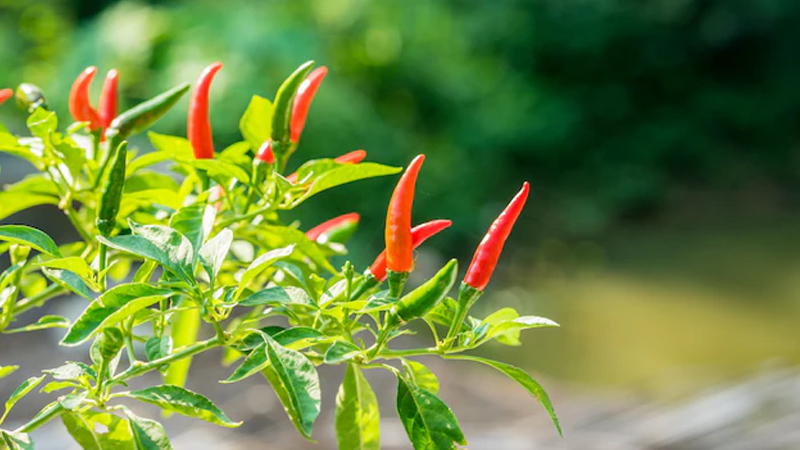 Giá ớt hôm nay 17/03 tiếp tục không chuyển biến