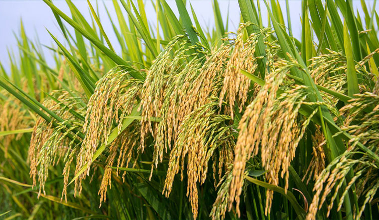 Giá lúa gạo hôm nay 17/03/2022: Lúa IR 50404 tươi tăng đến 300 đồng/kg