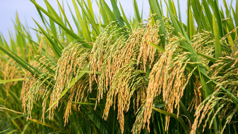 Giá lúa hôm nay 17/03 