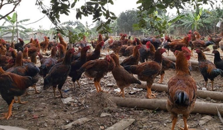 Giá gia cầm hôm nay 18/03/2022: Giá gà giảm mạnh, giá vịt bắt đầu có biến động