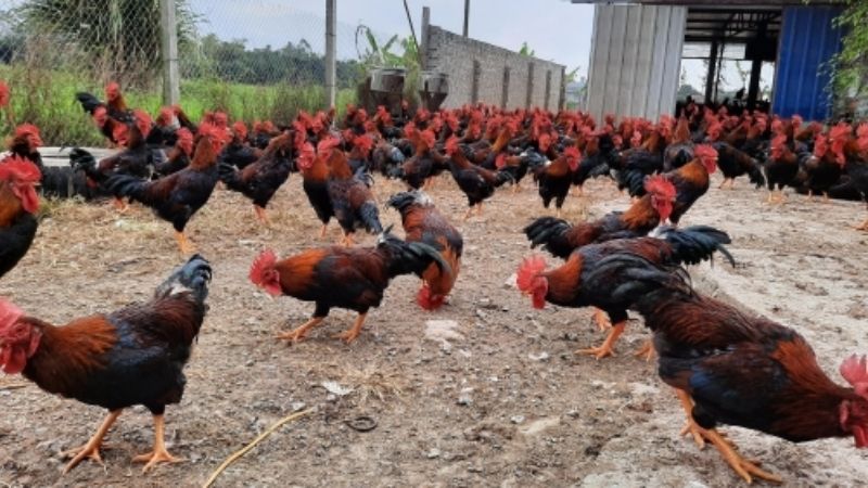 Giá gà hôm nay 18/03