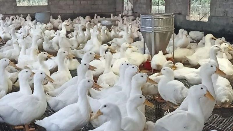 Giá vịt hôm nay 18/03