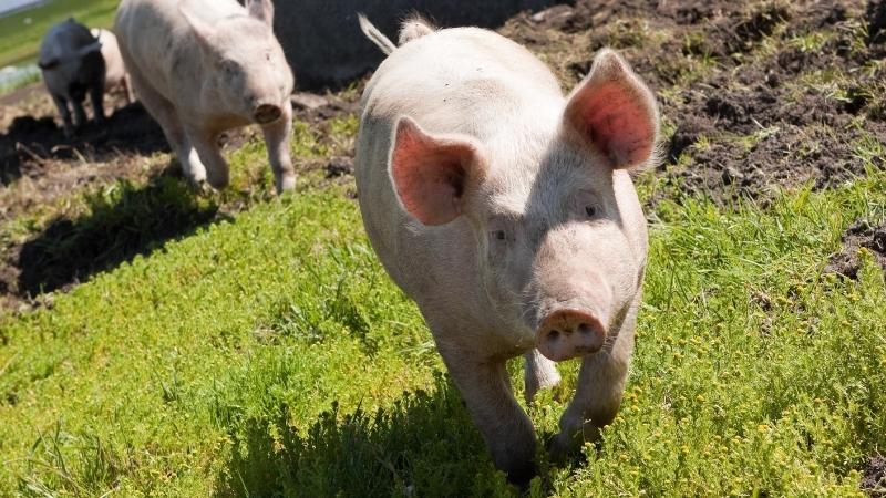 Giá heo hơi hôm nay 18/03 tại miền Bắc