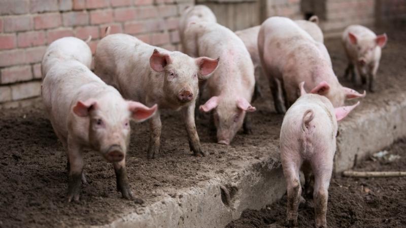 Giá heo hơi hôm nay 18/03 tại miền Trung, Tây Nguyên 