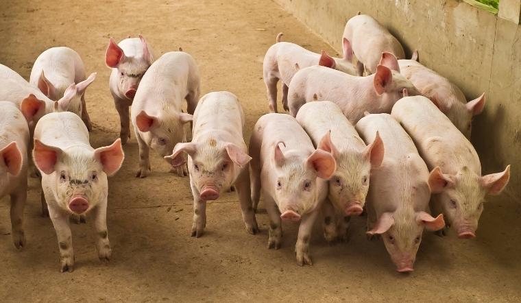 Giá heo hơi hôm nay 18/03/2022: Biến động từ 1.000 - 3.000 đồng/kg trên cả nước