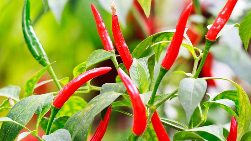 Giá ớt hôm nay dao động từ 12.000 - 16.000 đồng/kg