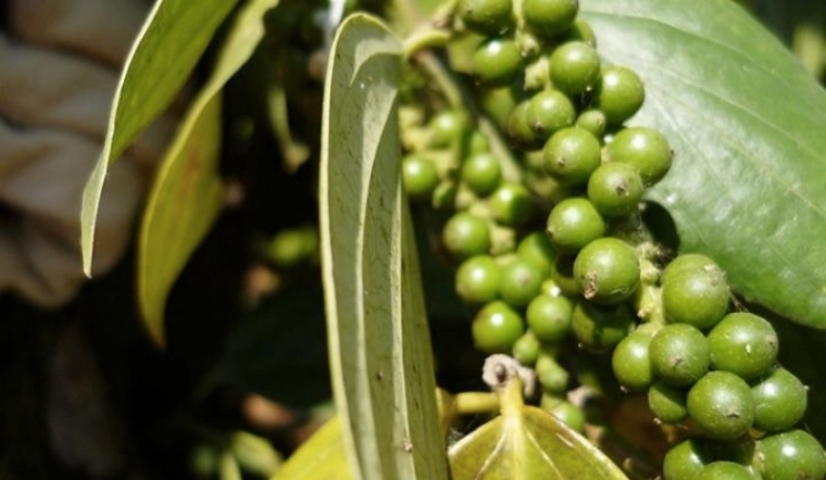 Giá tiêu hôm nay 19/3/2022: Tiếp tục ổn định, dao động 78.500 - 81.000 đồng/kg