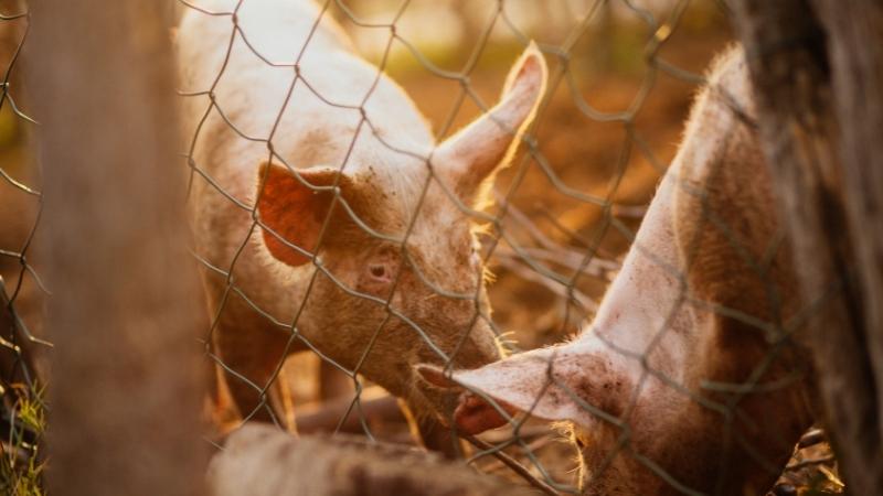 Giá heo hơi hôm nay 19/03 tại miền Bắc