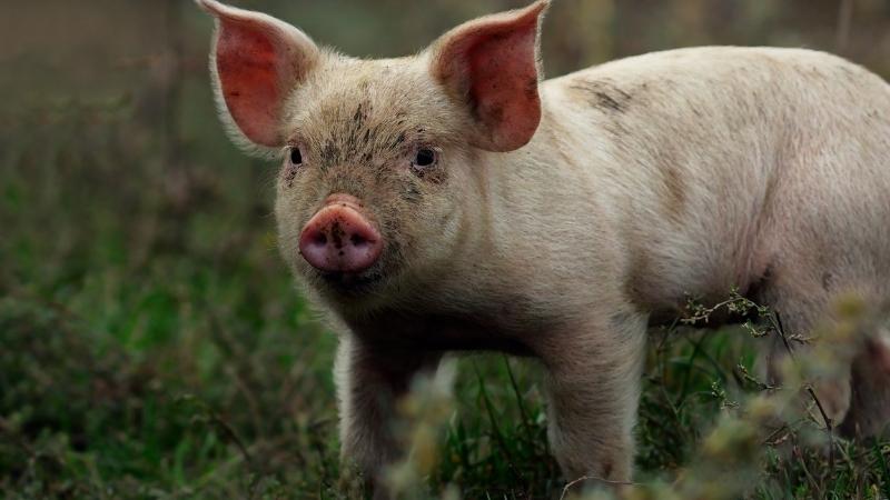 Giá heo hơi hôm nay 19/03 tại miền Trung, Tây Nguyên