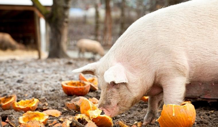 Giá heo hơi hôm nay 19/03/2022: Đều chững lại trên cả nước