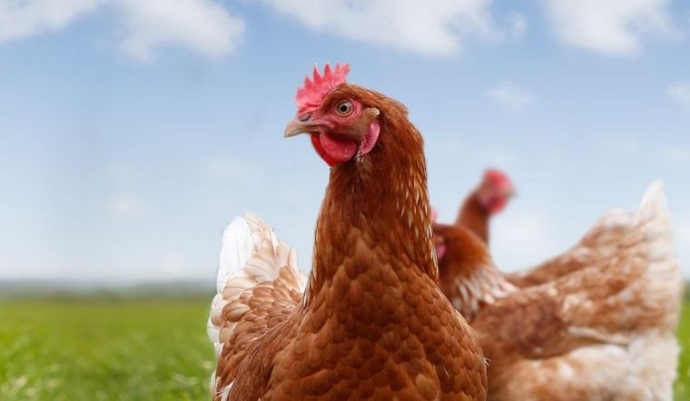 Giá gia cầm hôm nay 19/03/2022: Thịt gà công nghiệp giảm giá