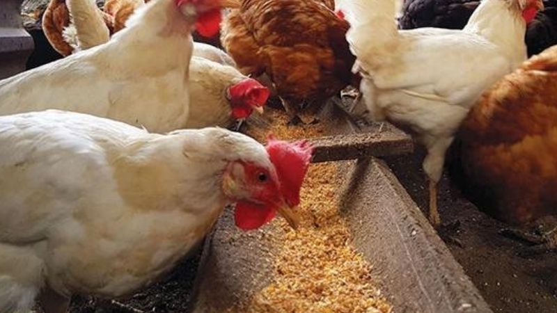 Giá gia cầm hôm nay 19/03/2022: Thịt gà công nghiệp giảm giá