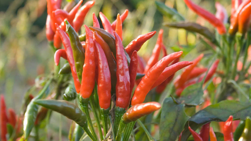 Giá ớt hôm nay dao động từ 11.000 - 15.000 đồng/kg