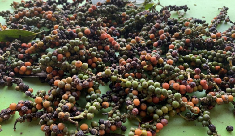 Giá tiêu hôm nay 20/3/2022: Tiếp tục giữ giá, dao động 78.500 - 81.000 đồng/kg