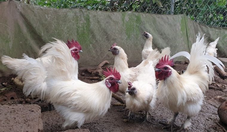 Giá gia cầm hôm nay 21/03/2022: Thị trường giá không có thay đổi