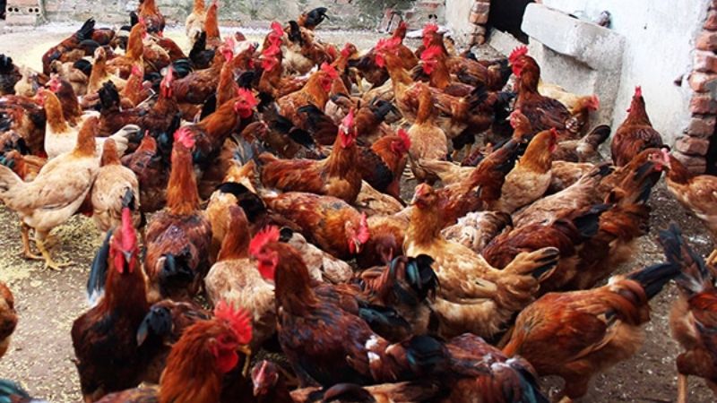 Giá gà hôm nay 21/03