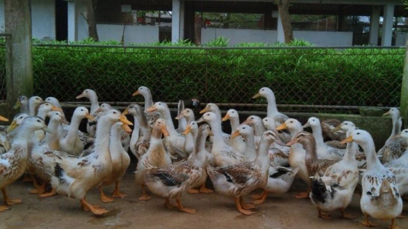 Giá vịt hôm nay 21/03