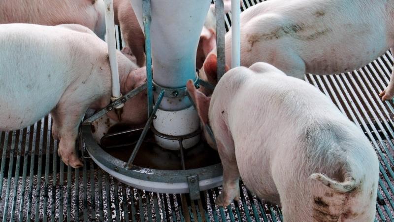 Giá heo hơi hôm nay 21/03 tại miền Trung, Tây Nguyên