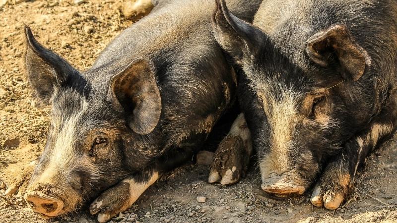 Giá heo hơi hôm nay 21/03 tại miền Nam