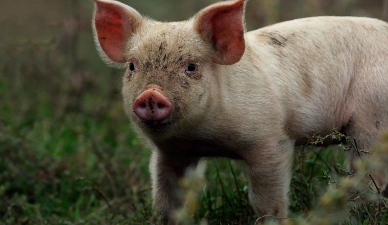 Giá heo hơi hôm nay 21/03/2022: Điều chỉnh nhẹ 1.000 đồng/kg