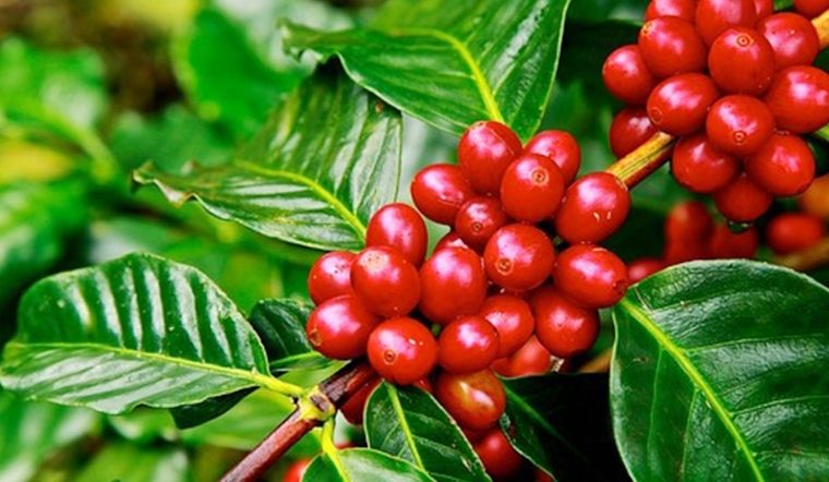 Giá cà phê Arabica giao dịch tại New York