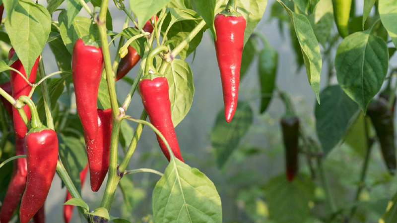 Giá ớt hôm nay dao động từ 11.000 - 15.000 đồng/kg