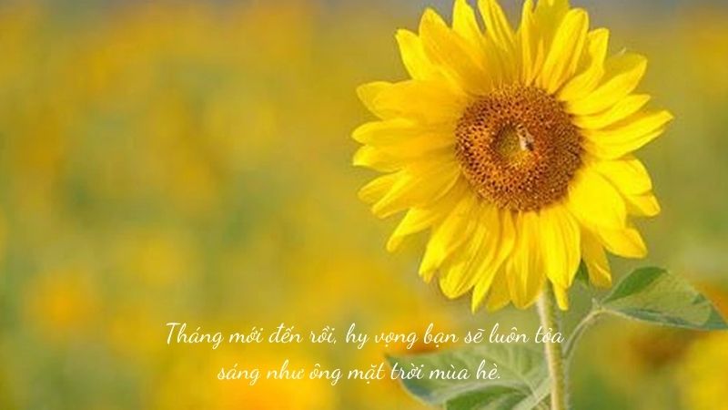 Tháng mới an lành (Peaceful new month): Vào đầu tháng mới, chúng ta đều mong muốn một tháng mới an lành, nhiều niềm vui và thành công. Hãy cùng nhau đến với bức ảnh tuyệt đẹp này để mang đến cho bạn cảm giác yên bình và tinh thần đầy lạc quan.