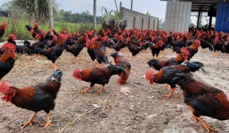 Giá gia cầm hôm nay 22/03/2022: Giá tiếp tục giữ vững và không có biến động