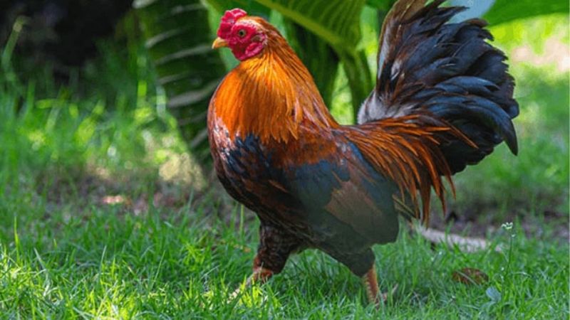 Giá gà hôm nay 22/03 Giá gà hôm nay 22/03