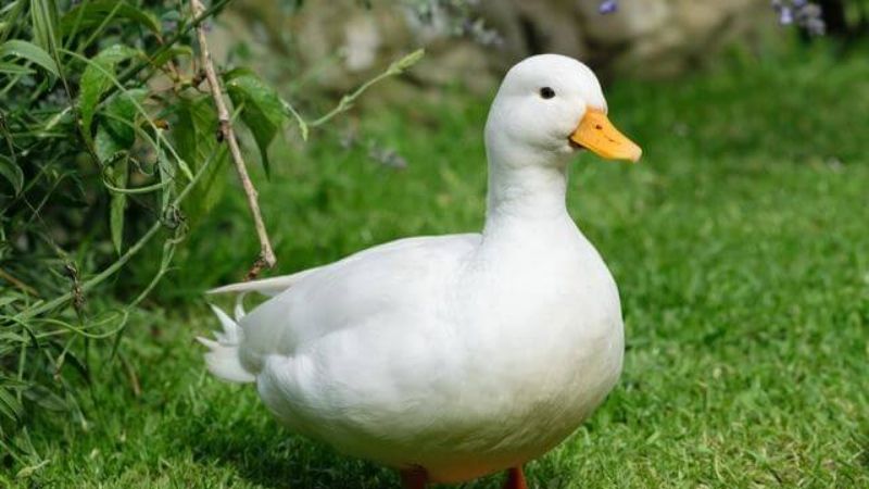 Giá vịt hôm nay 22/03 Giá vịt hôm nay 22/03