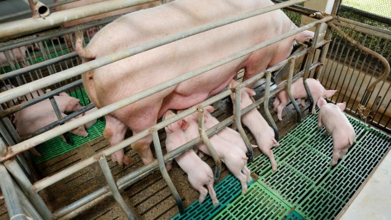 Giá heo hơi hôm nay 22/03 tại miền Bắc