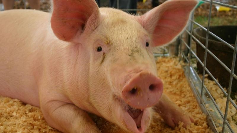 Giá heo hơi hôm nay 22/03 tại miền Nam