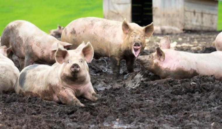 Giá heo hơi hôm nay 22/03/2022: Một số tỉnh miền Nam giảm nhẹ