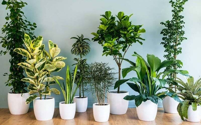 Chase mosquitoes with indoor plants