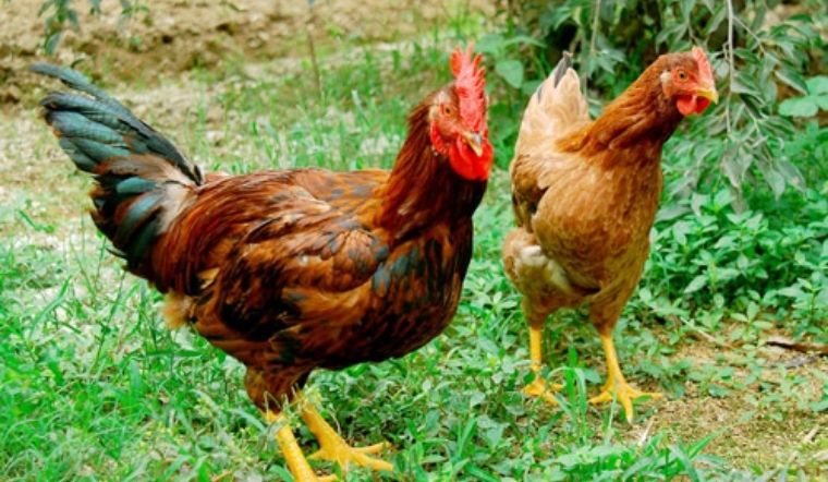 Giá gia cầm hôm nay 23/03/2022: Ngày thứ 3 liên tiếp giá không đổi