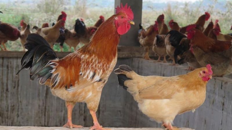 Giá gà hôm nay 23/03