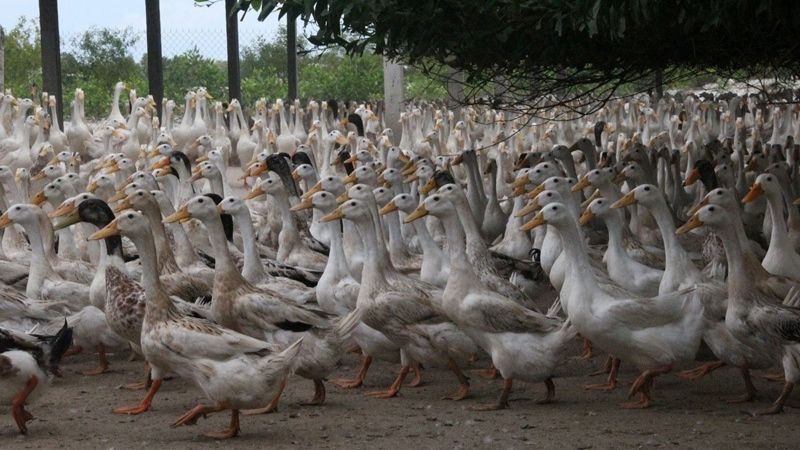 Giá vịt hôm nay 22/03