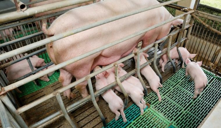 Giá heo hơi hôm nay 23/03/2022: Một số nơi điều chỉnh tăng 1.000 - 2.000 đồng/kg