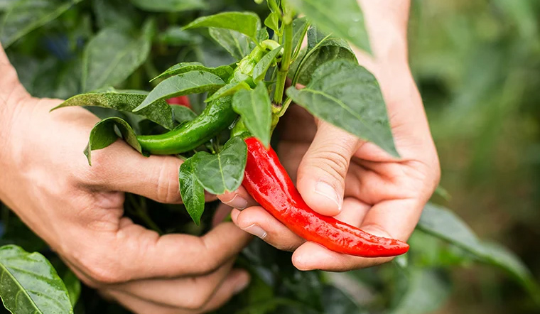 Giá ớt hôm nay 23/03/2022: Tiếp tục chững giá, cao nhất 14.000 đồng/kg