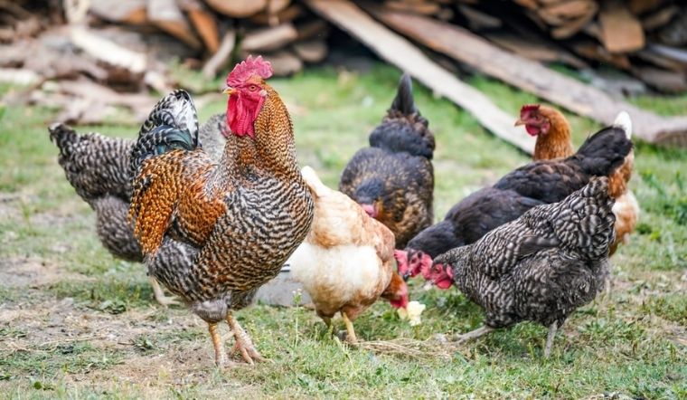 Giá gia cầm hôm nay 24/03/2022: Giá gà giảm nhẹ 2.000 đồng/kg