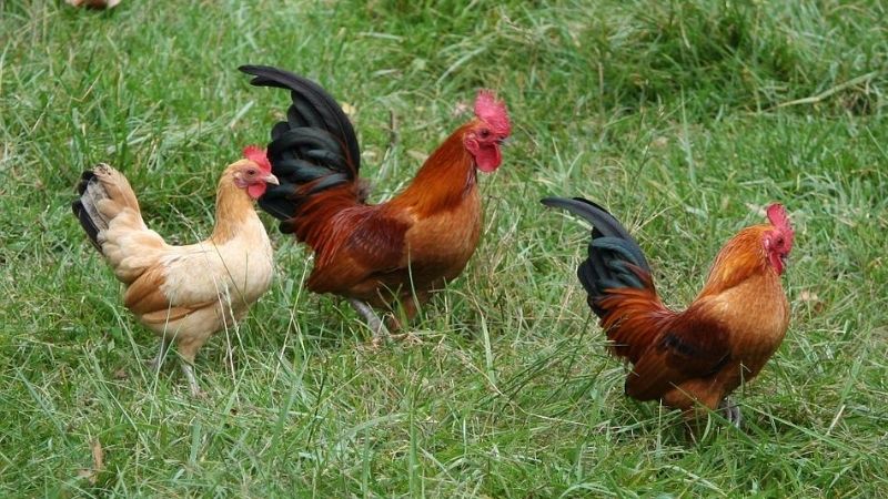 Giá gà hôm nay 24/03