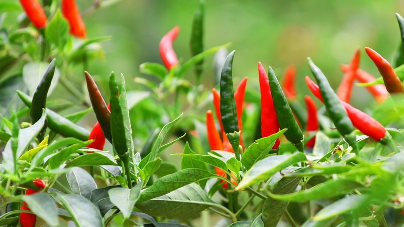 Giá ớt dao động từ 11.000 - 13.000 đồng/kg