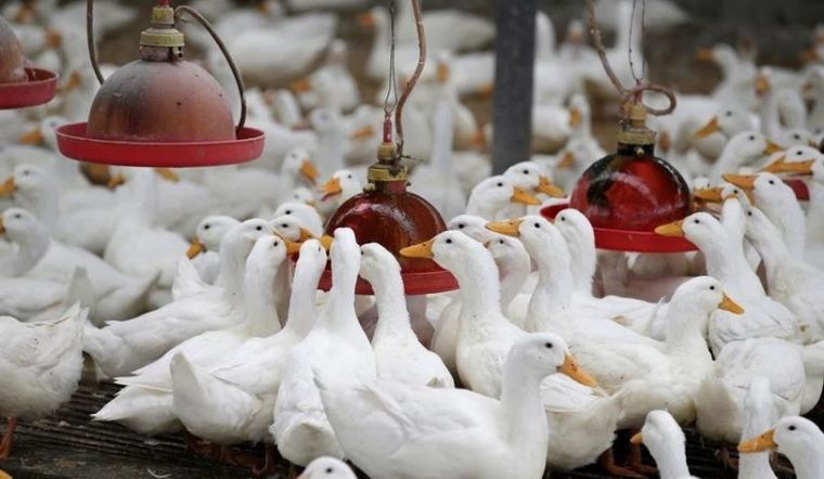 Giá gia cầm hôm nay 25/03/2022: Giá gà, vịt tiếp tục chững lại