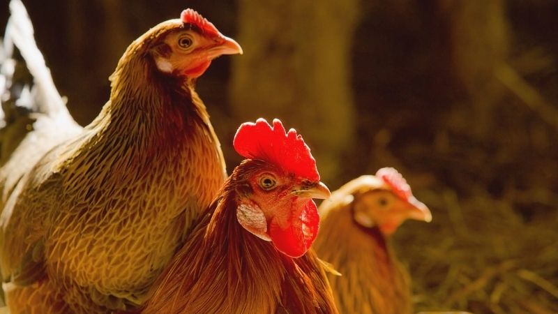 Giá gà hôm nay 25/03 Giá gà hôm nay 25/03