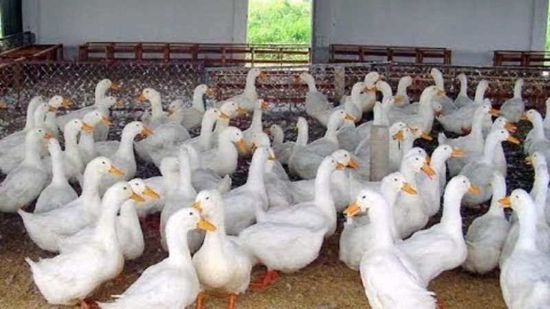 Giá vịt hôm nay 25/03 Giá vịt hôm nay 25/03